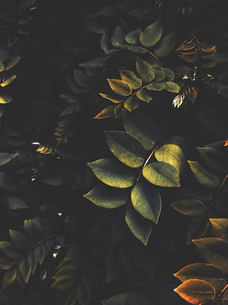 leaves, branches, bushes, plant, green, HD phone wallpaper