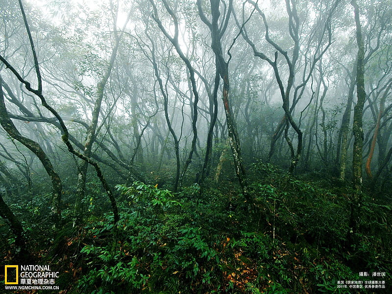 Pan Shiguo graphy-Green Valley jungle, HD wallpaper