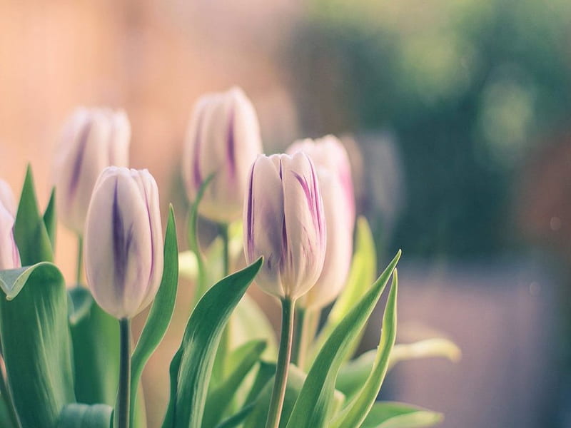 White and purple tulips, Tulips, Closeup, Macro, Flowers, HD wallpaper