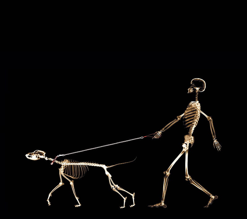 Dog Walker, bones, dark, funny, roentgen, skeleton, walk, x-ray, HD wallpaper