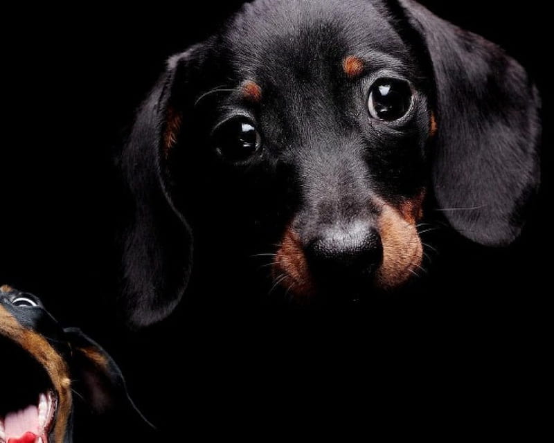 Adorable puppy, cute, domestic, black, adorable, puppy, dog, anmals, HD wallpaper