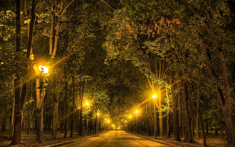 Night, Road, Tree, Alley, Lamp Post, HD wallpaper