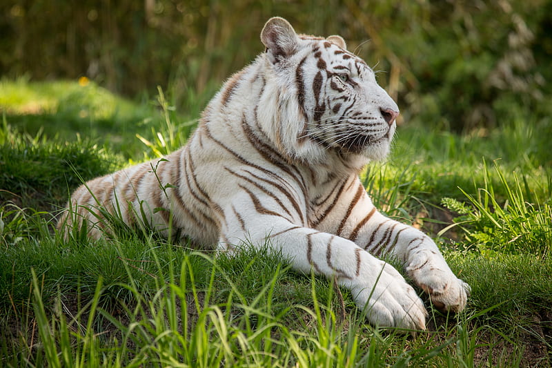 White Tiger , white-tiger, tiger, animals, HD wallpaper