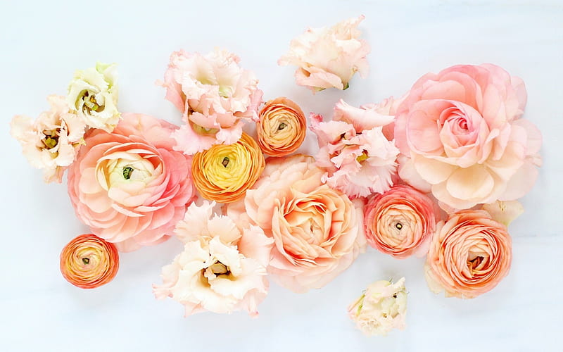 Ranunculus and roses, vara, ranunculus, rose, texture, summer, flower, pink, card, HD wallpaper