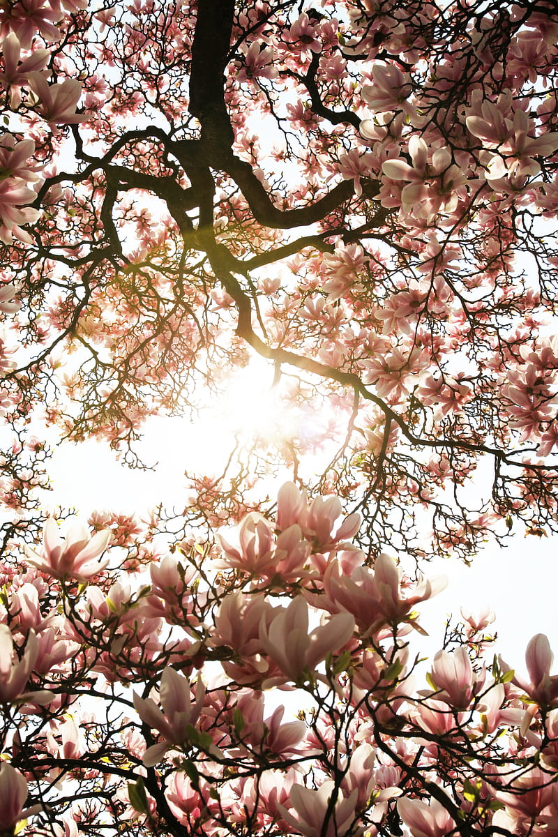 magnolia, tree, flowers, pink, sunlight, HD phone wallpaper
