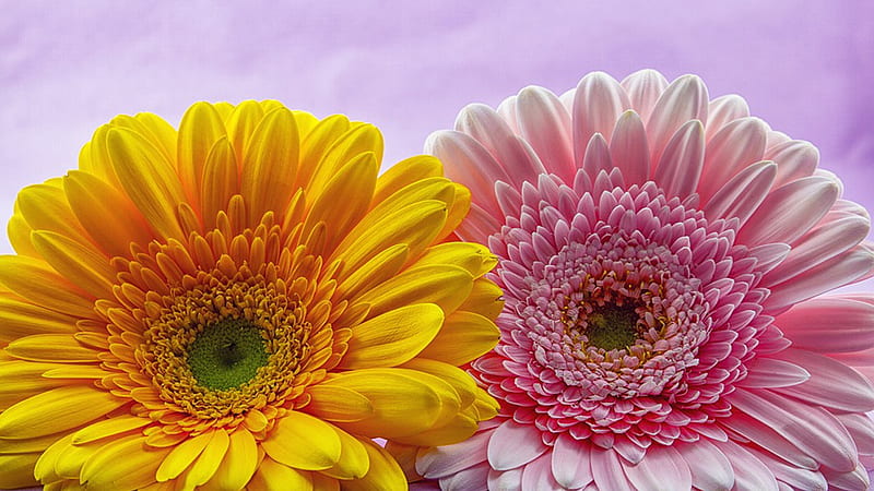 Gerbera Pink & Gold, fall, autumn, gerberas, spring, floral, summer, flowers, nature, Firefox Persona theme, HD wallpaper