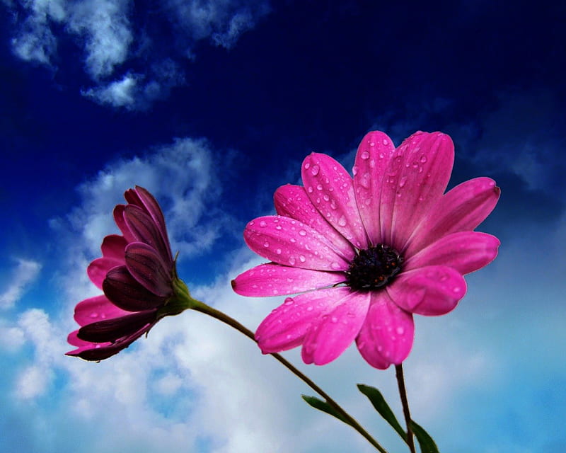 MIDDAY GERBERA, magenta, sky, clouds, daisies, gerbera, flowers, gardens, blue sky, pink, HD wallpaper