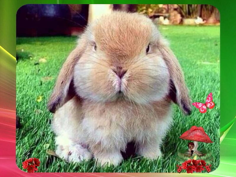 A Chunky Bunny, Cute, Chunky, Bunny, Fluffy, HD wallpaper