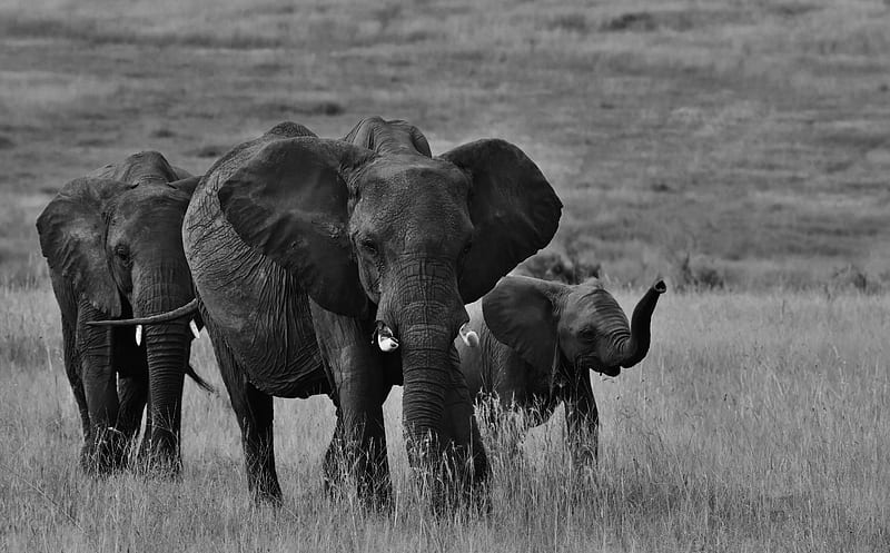 Animal, Elephant, Black & White , Africa , Serengeti , Tanzania , Baby Animal , Savannah, HD wallpaper
