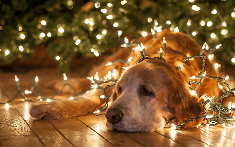 Enjoying the holidays, pet, christmas, loyal, dog, animal, light, HD wallpaper