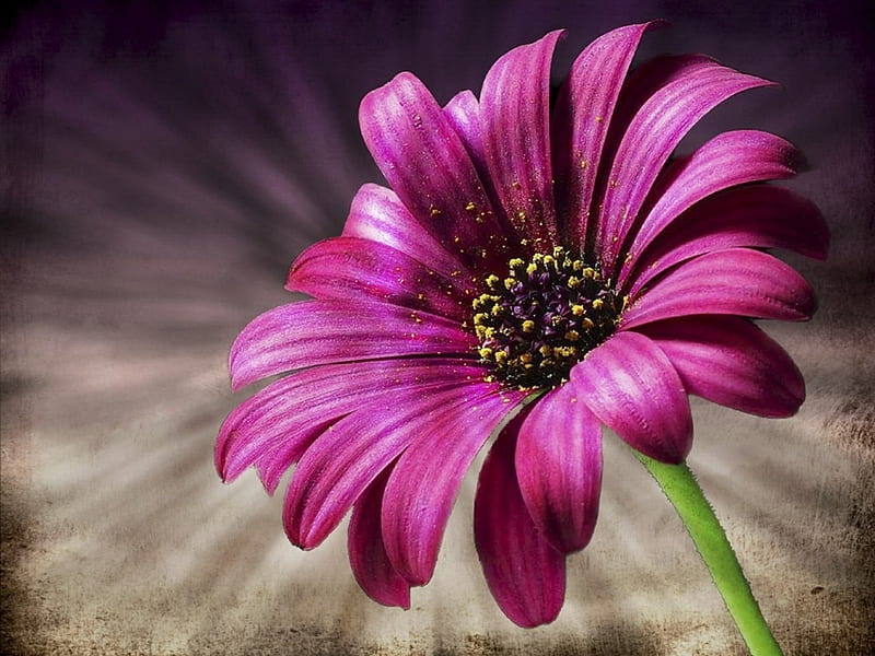 Beautiful Flower!, flower, nature, bonito, pink, HD wallpaper | Peakpx