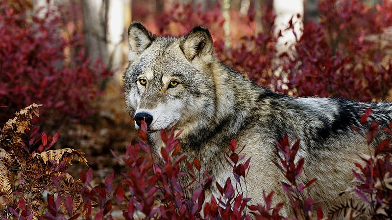 Wolf Walking in Red Leaves, red, amazing, korea, china, woods, bonito, outdoors, leaves, japan, sure, wolf, not, HD wallpaper