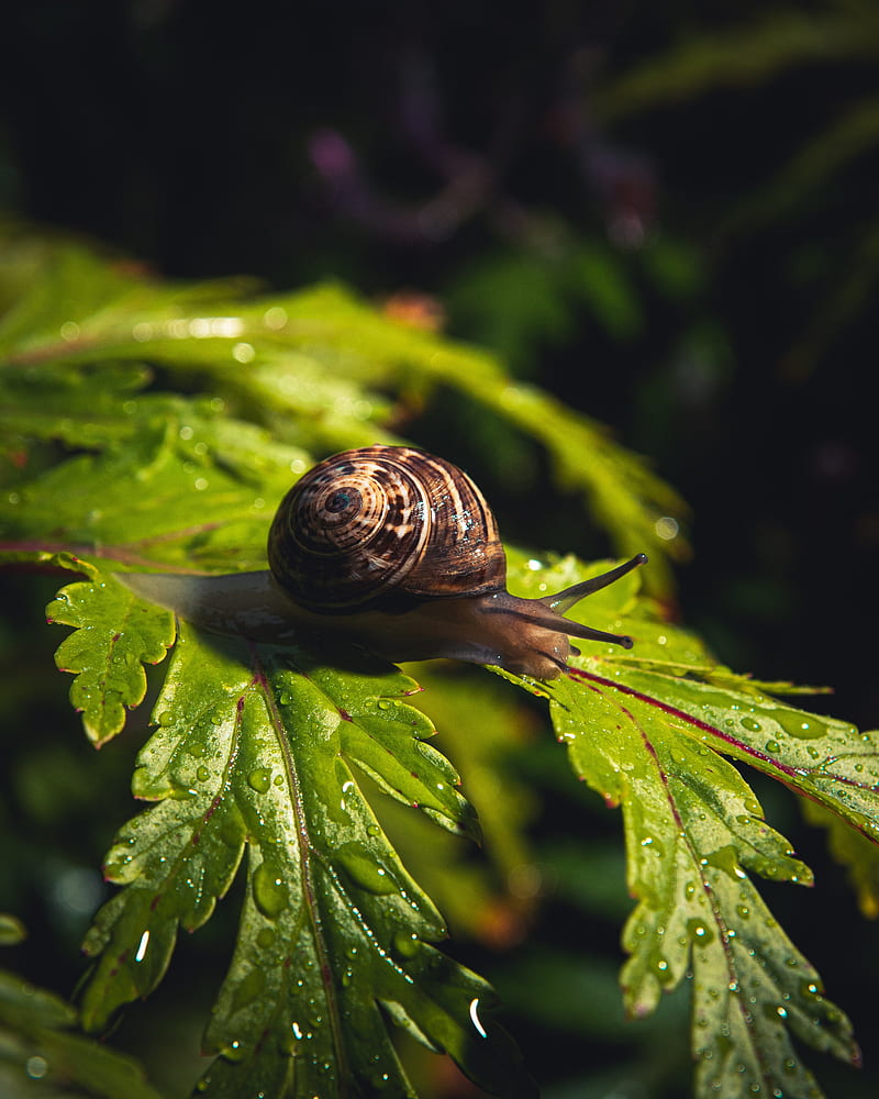 snail, leaf, macro, drops, water, HD phone wallpaper