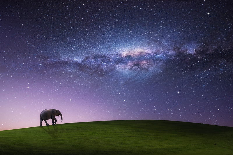 Walking elephant, stars, elephant, milky way, silhouette, animal, fantasy, green, pink, blue, HD wallpaper