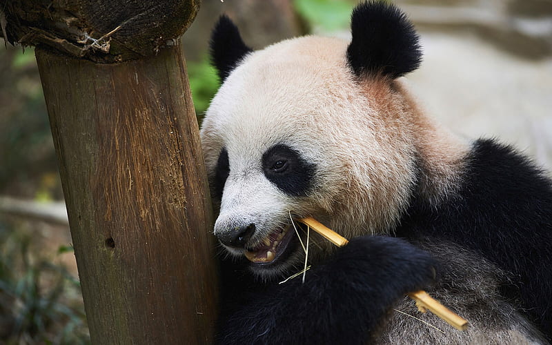 panda, big bear, panda eating tree, cute animals, pandas, wildlife, HD wallpaper