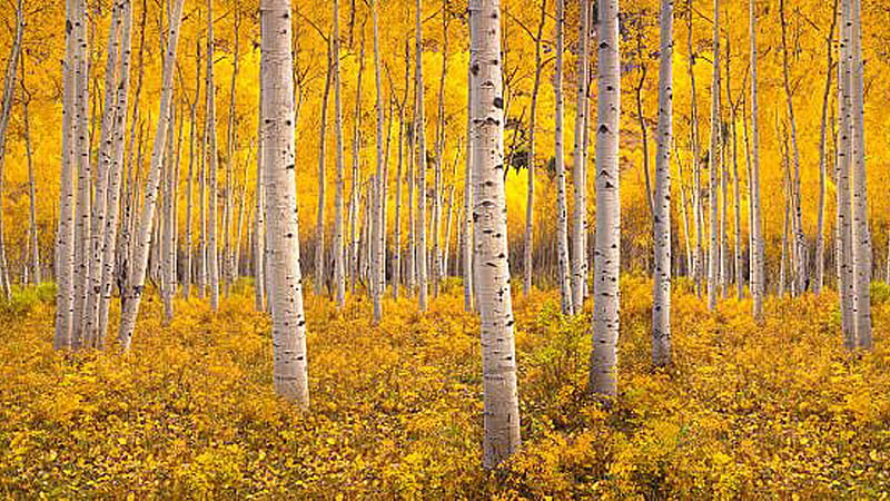 Yellow Autumn Leaves Birch Trees Birch Tree, HD wallpaper