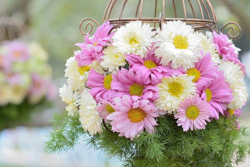 Flores preciosas, flores, gerberas, blanco, rosa, Fondo de pantalla HD |  Peakpx