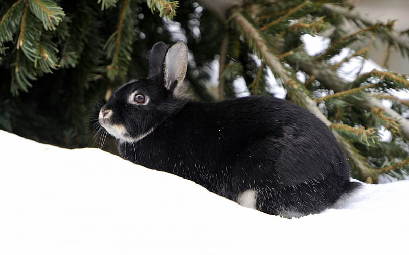 Black rabbit, rabbit, black, animal, winter, tree, needles, green, snow, fir, white, HD wallpaper