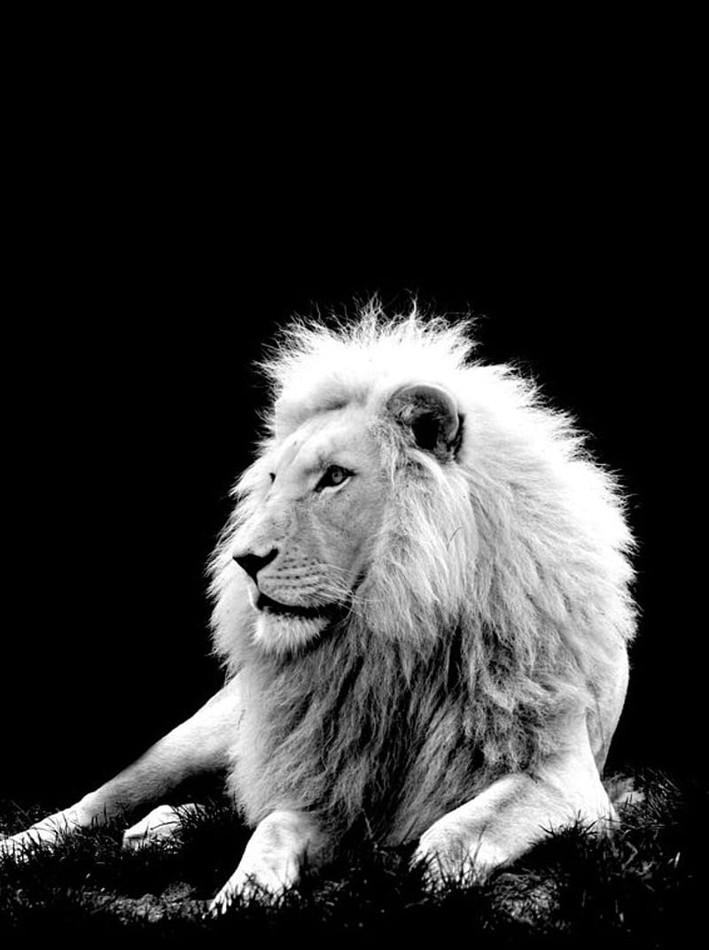 Amazing animals- white lion (2) by PunkerLazar on DeviantArt