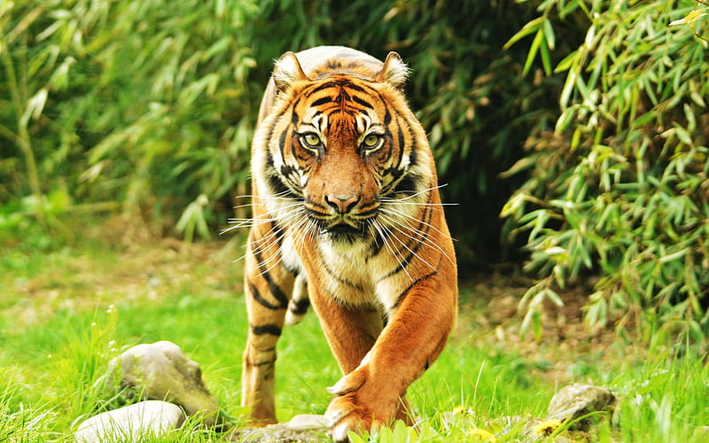 Sumatran tiger, predator, wildlife, forest, wild cat, tigers, HD wallpaper