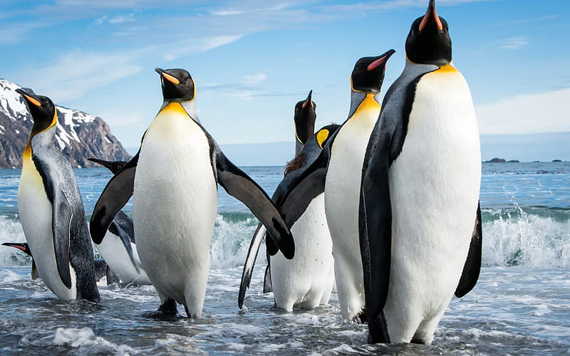 penguins, sea birds, Antarctica, ice, HD wallpaper