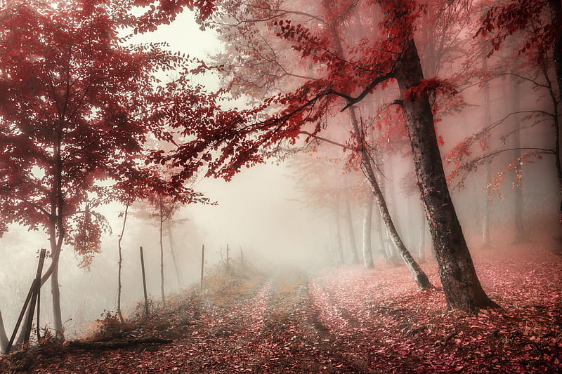 Earth, Fall, Fog, Foliage, Path, HD wallpaper