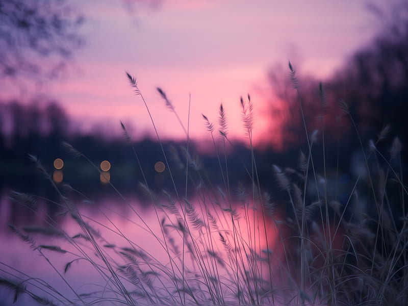 Pink Sunset, blur, weeds, bonito, sunset, pink, lake, HD wallpaper