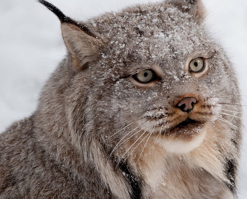 Canadian Lynx, big cats, bobcat, carnivors, felines, predators, HD wallpaper