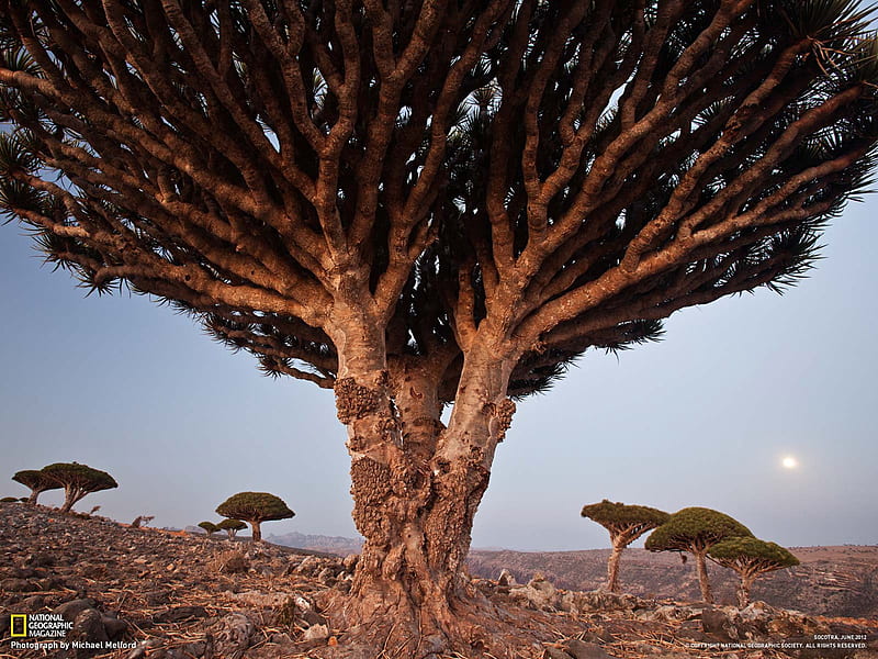 Dragon Blood Tree Socotra-National Geographic graphy, HD wallpaper
