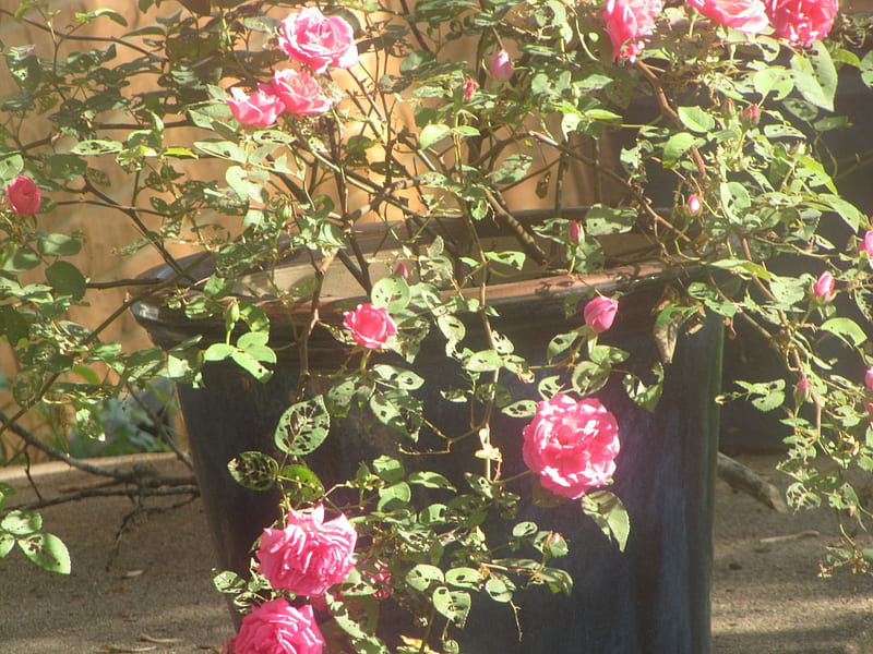Neighbor's pink Rosebush, green flower pot, roses, pink, other, HD wallpaper