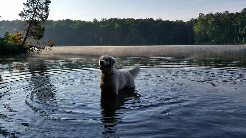 The dog In the Water, bug, tree, lake, dog, HD wallpaper