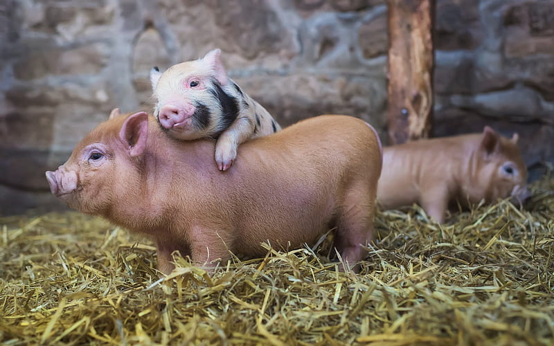 farm, pig, friends, hay, cute piglets, pigs, hay farm, HD wallpaper