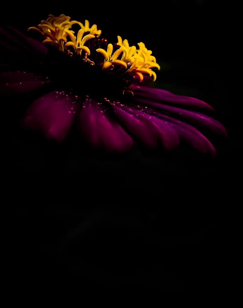 Amoled flower, abstract, butterflies, colours, flowers, friendship, neon,  purple, HD phone wallpaper | Peakpx