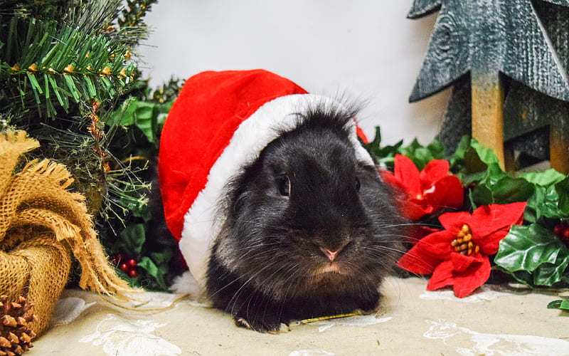black guinea pig, Christmas, New Year, red hat, Santa Claus, xmas, HD wallpaper