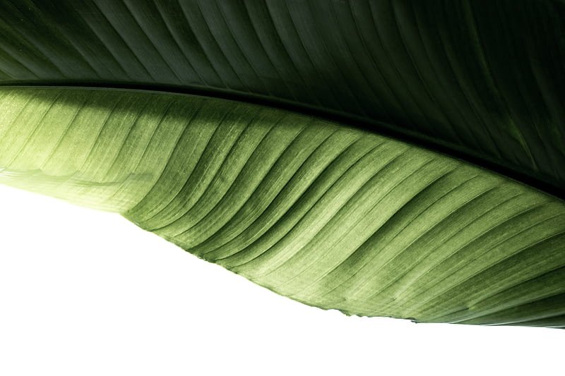 Aggregate more than 60 green banana leaf wallpaper latest - in.cdgdbentre