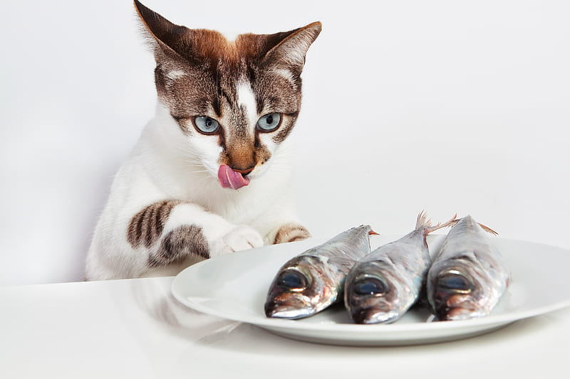 Hungry, fish, funny, cat, tongue, animal, pisica, HD wallpaper