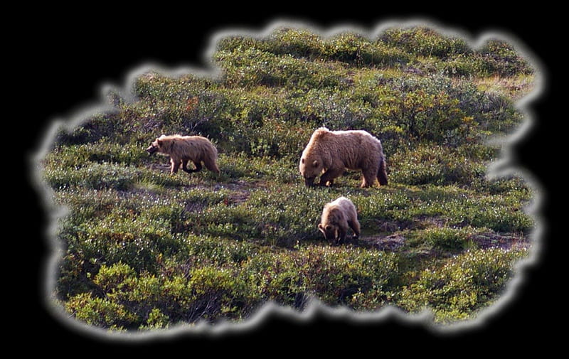 Fancy Grizzly Family 2, USA, Alaska, National Park, Denali, bear, wild life, graphy, wide screen, nature, cubs, scenery, grizzly, landscape, HD wallpaper