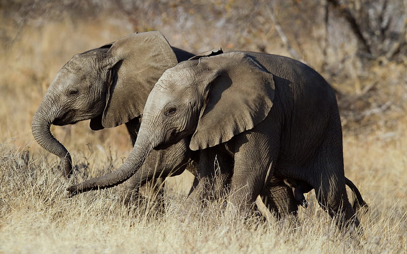 Elephants family Africa, two elephants, herd of elephants, savannah, elephants, Elephantidae, twins, HD wallpaper