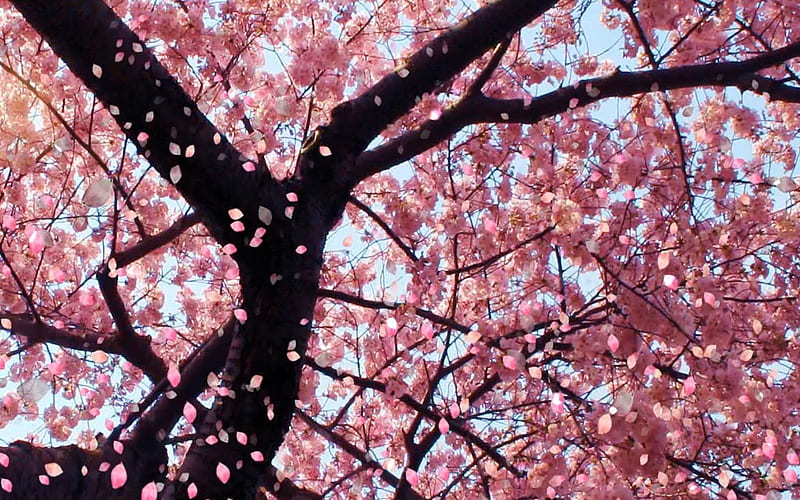Cherry Blossom Tree ღ, pretty, falling, bonito, branch, floral, tree, graphy, blossom, flowers, nature, petals, pink, cherry, HD wallpaper