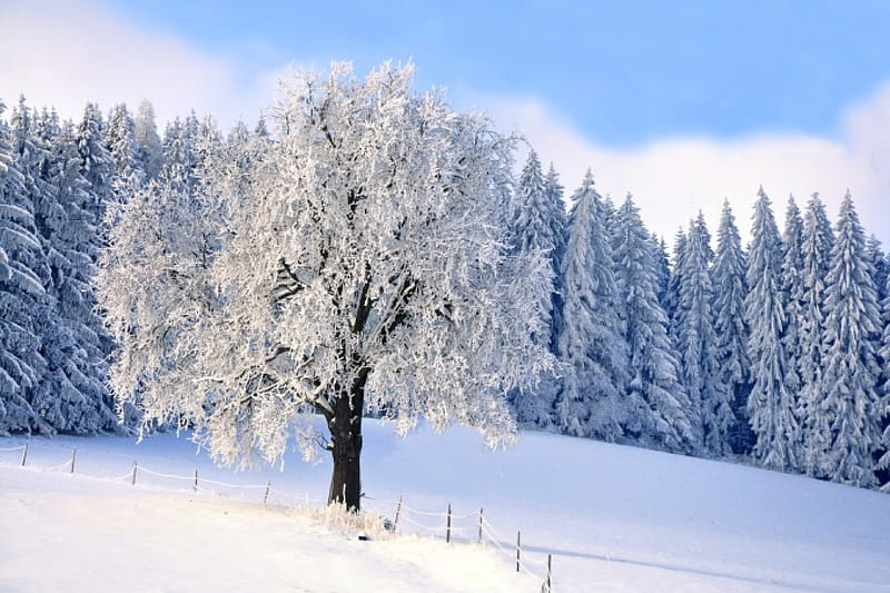 Winter, forest, woods, trees, sky, clouds, snow, coldness, ice ...