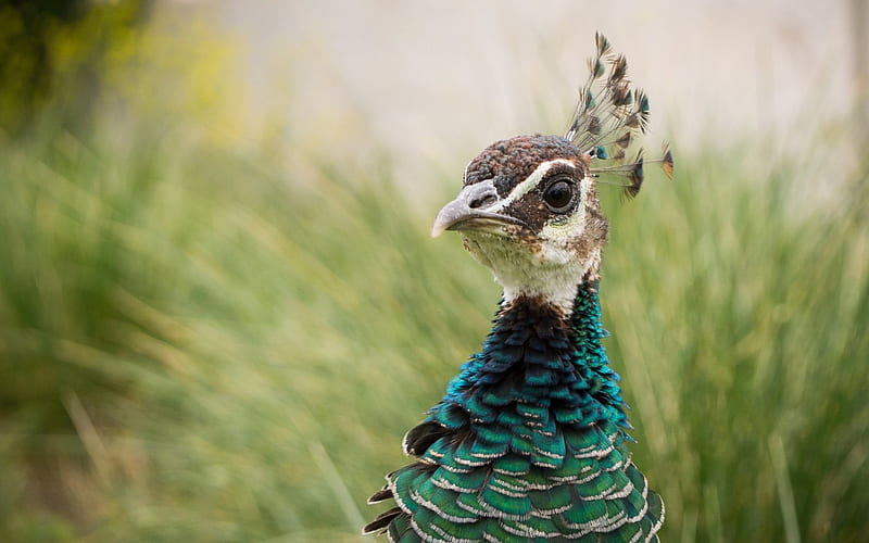 Peacock, bird, green, feather, HD wallpaper