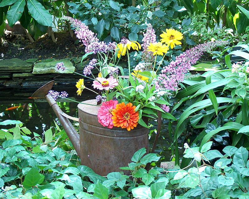 Old Watering Can Display, daisies, lupins, rocks, green, zinias, plants, garden, ivy, HD wallpaper