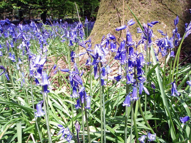 Bluebells, forest, woods, spring, sunshine, oxfordshire, HD wallpaper