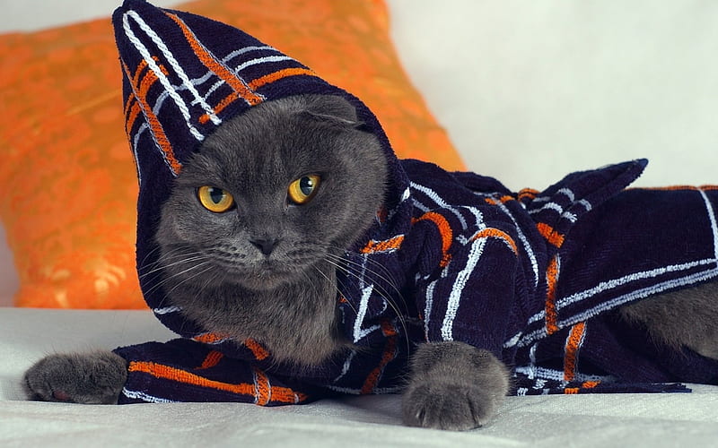Cat in bathing robe, bathing, cute, pet, cat, HD wallpaper