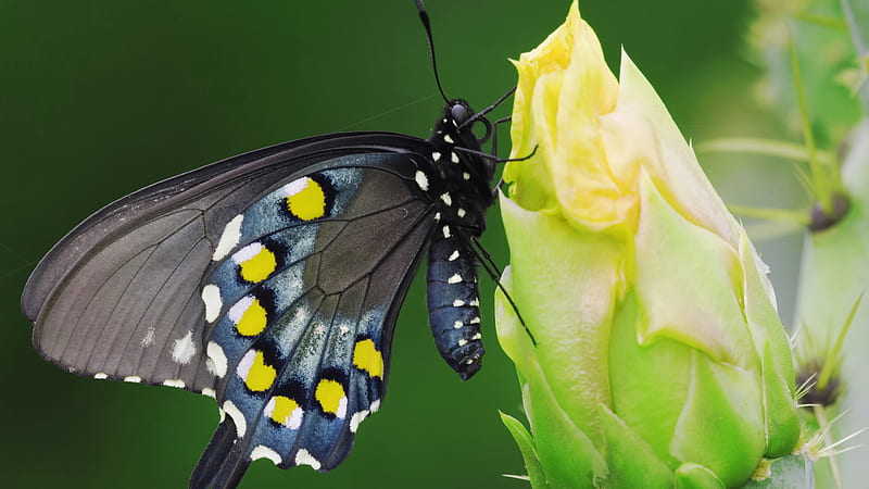 Precious Butterfly, wings, butterfly, black, speckled, precious, yellow, bonito, bud, HD wallpaper