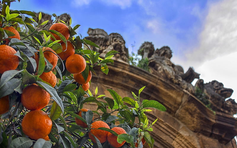 tangerines, fruits, citruses, tangerines on a tree, tangerine tree, HD wallpaper