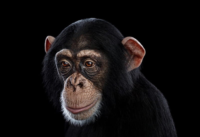 chimp, monkey, zoo, portrit, black, HD wallpaper