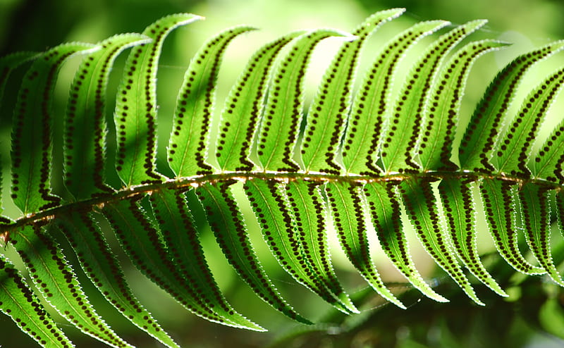 Long Fern Ultra, Nature, Forests, Green, Leaf, Plant, Fern, Closeup, HD wallpaper