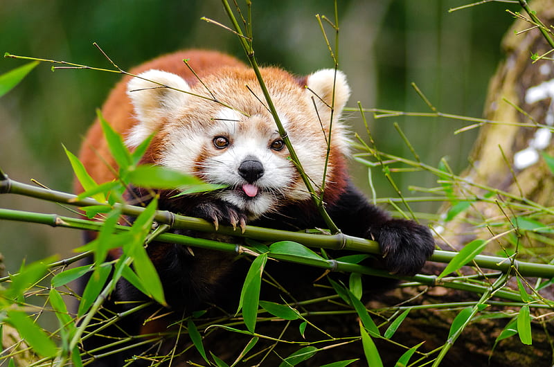 red panda, panda, protruding tongue, cute, funny, bamboo, twigs, HD wallpaper