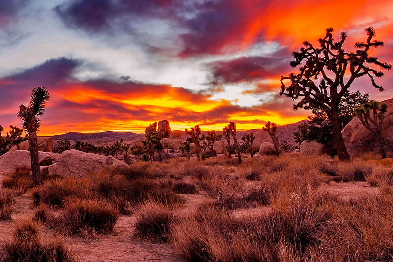 Joshua Tree National Park, California, nature, sky colors, sunset, trees, HD wallpaper
